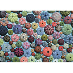 Puzzle oursin 1000 pièces